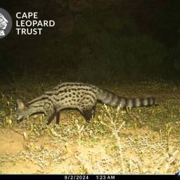 Small-grey mongoose